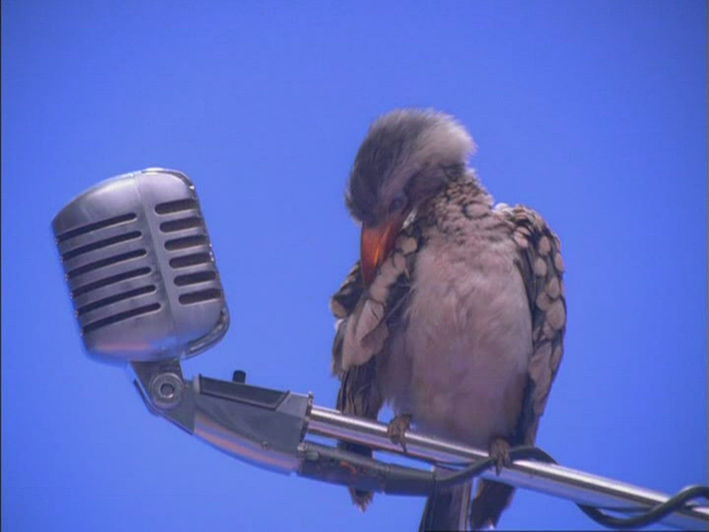 435398253 / Hornbill / Microphone / Compositing