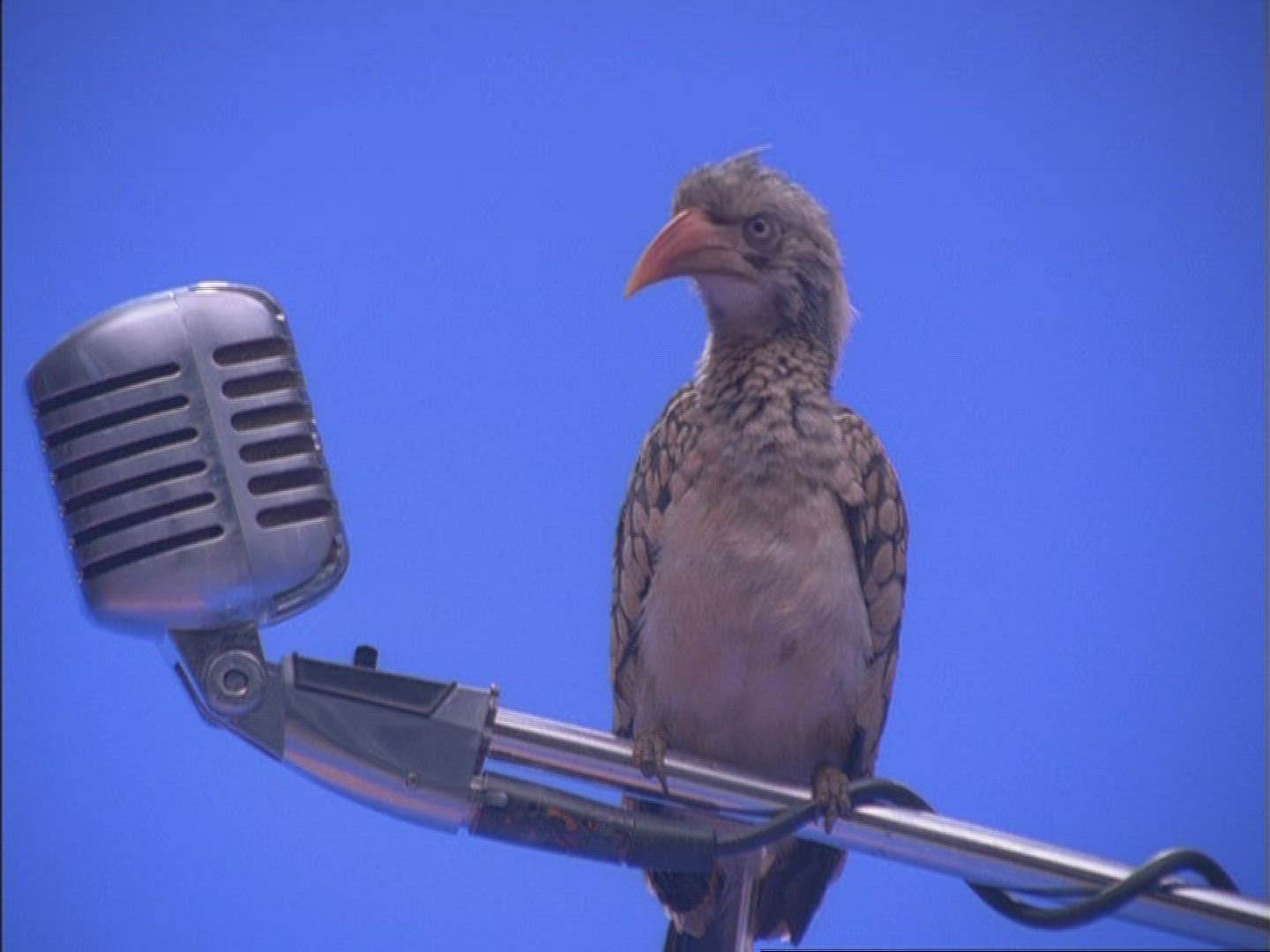 485939393 / Hornbill / Microphone / Compositing