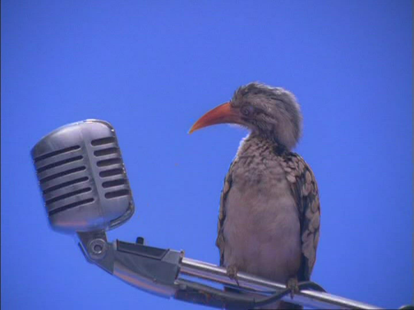508952084 / Hornbill / Microphone / Compositing