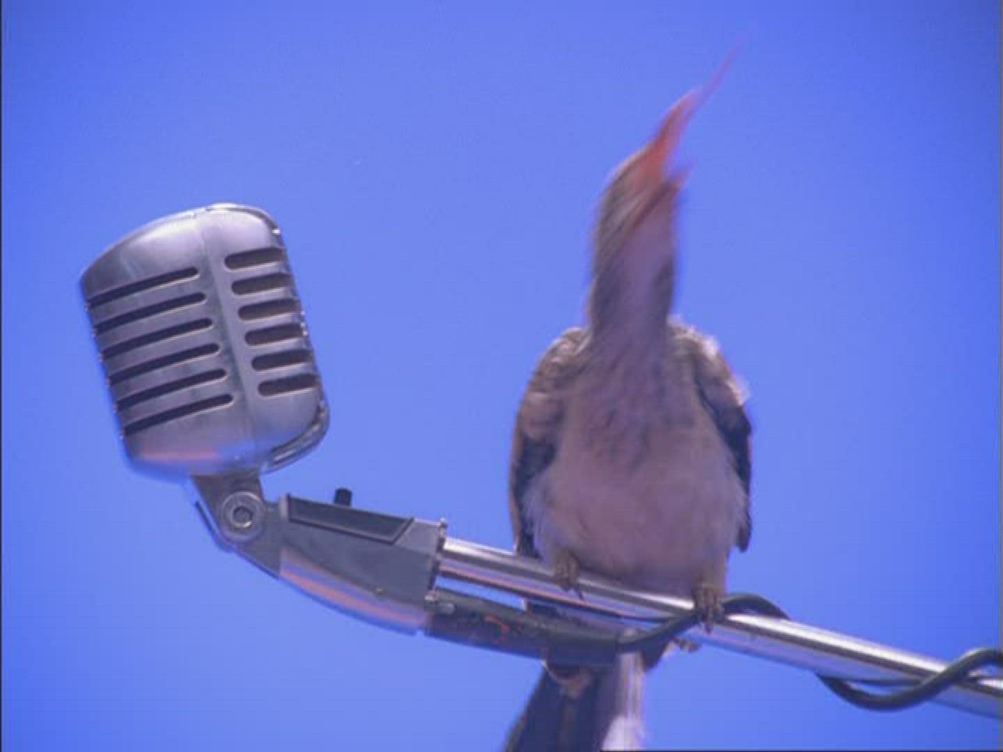 557876849 / Hornbill / Microphone / Compositing