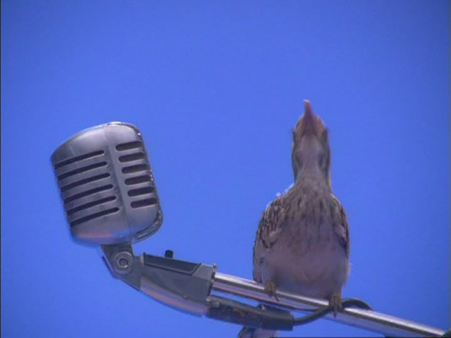 479862884 / Hornbill / Microphone / Compositing