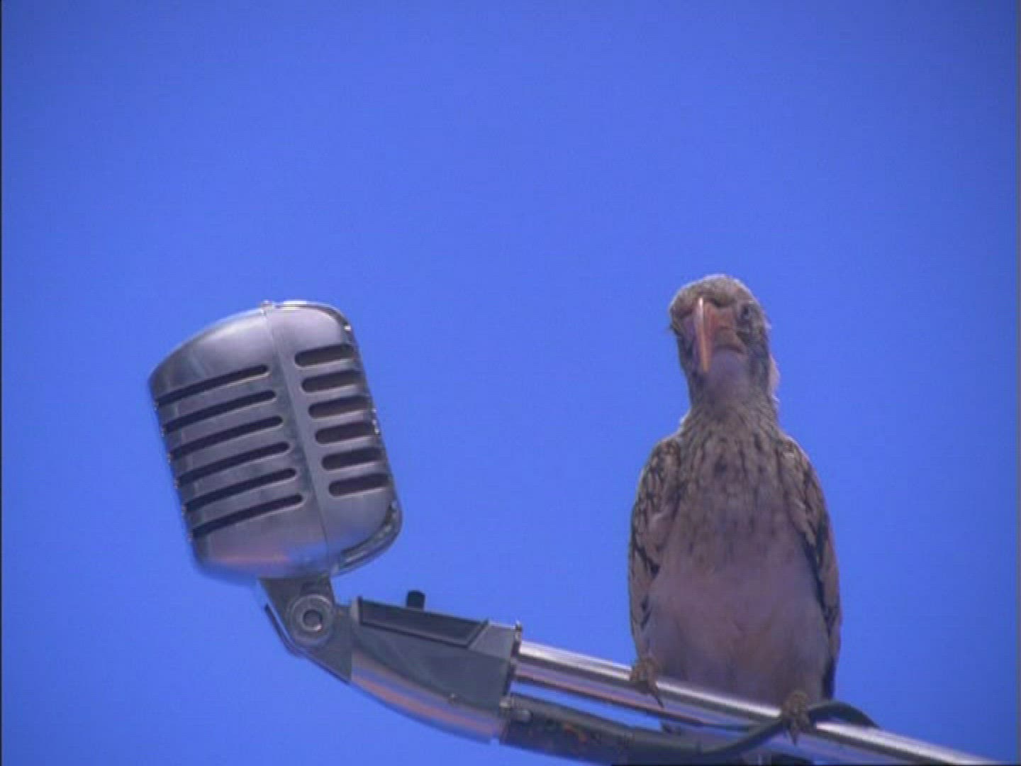 855546192 / Hornbill / Microphone / Compositing