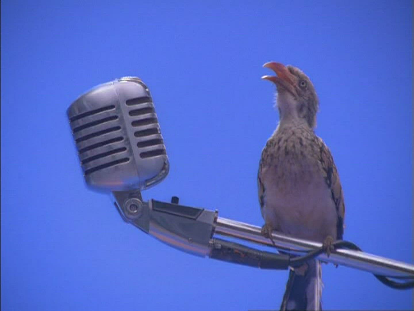 938934519 / Hornbill / Microphone / Compositing