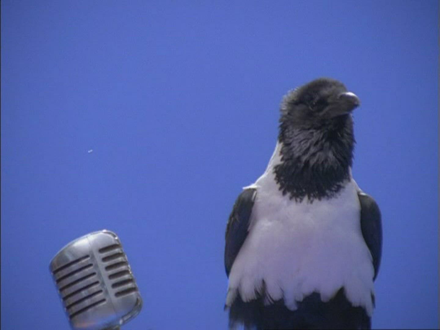 885372871 / Daurian Jackdaw / Microphone / Compositing