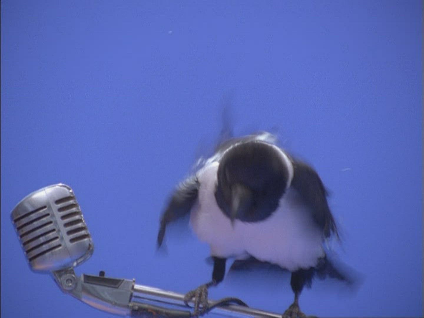 369742167 / Daurian Jackdaw / Microphone / Compositing