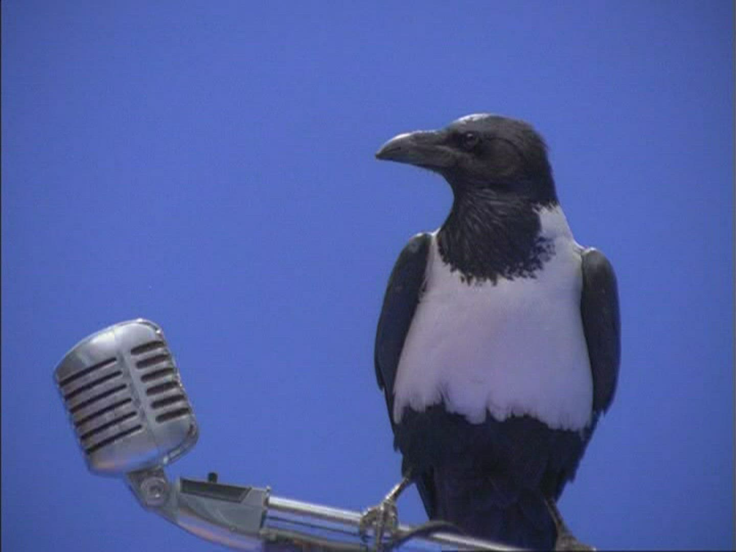 315731425 / Daurian Jackdaw / Microphone / Compositing