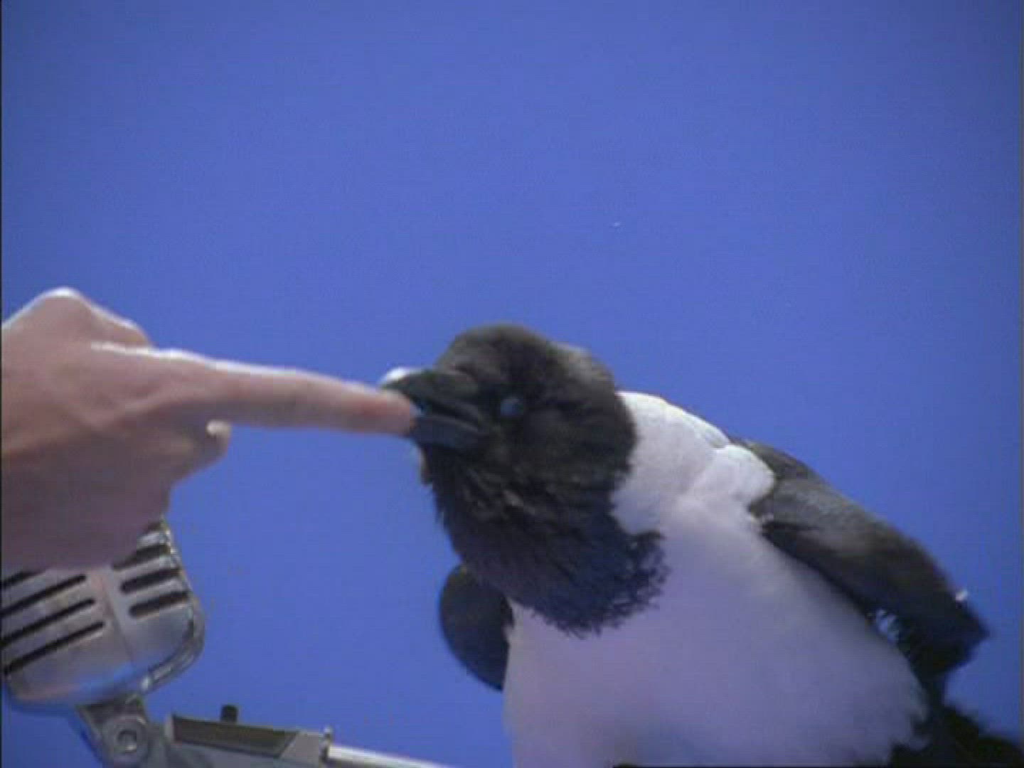 520960469 / Daurian Jackdaw / Microphone / Compositing