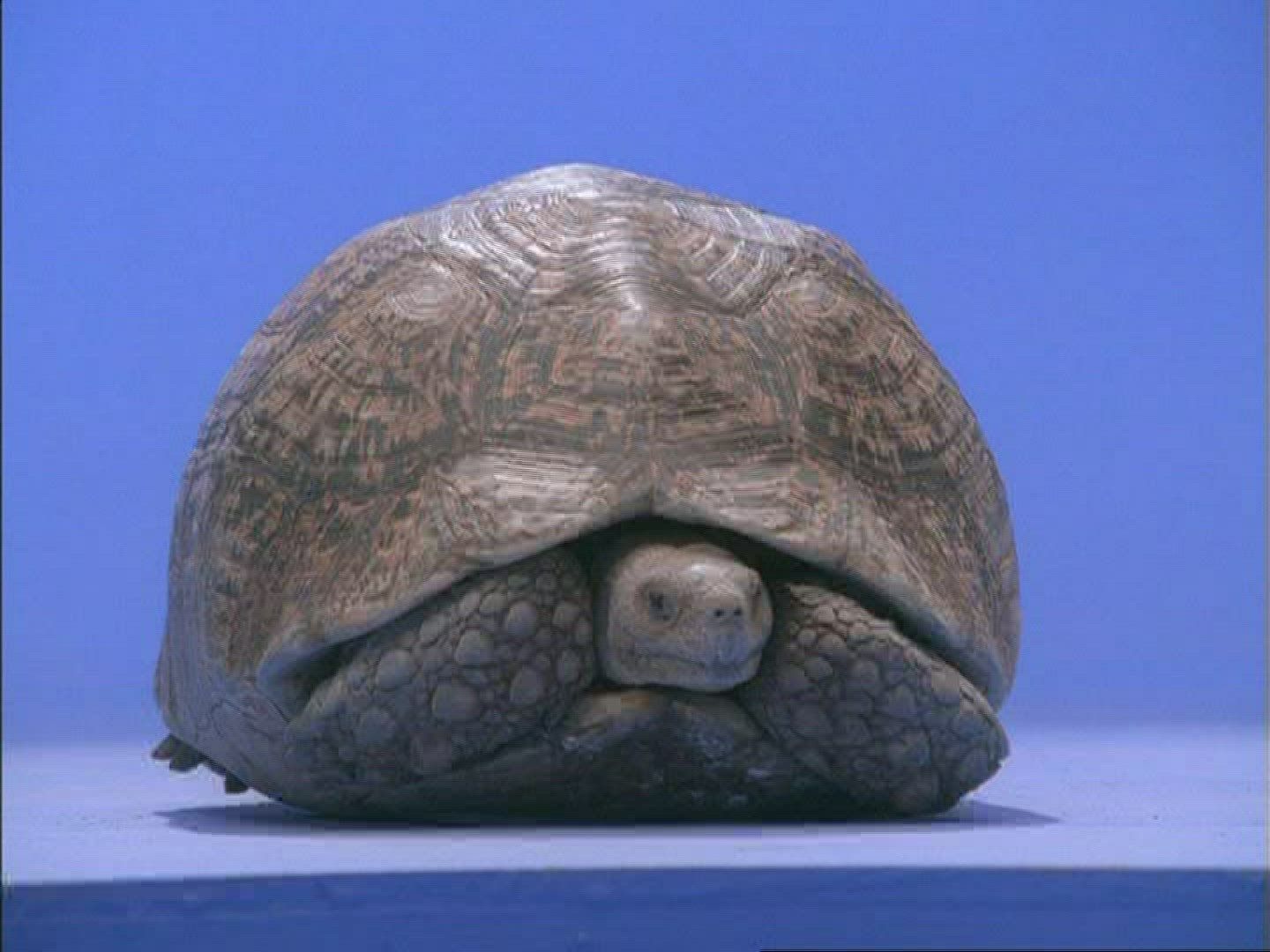 368907606 / Turtle / Compositing