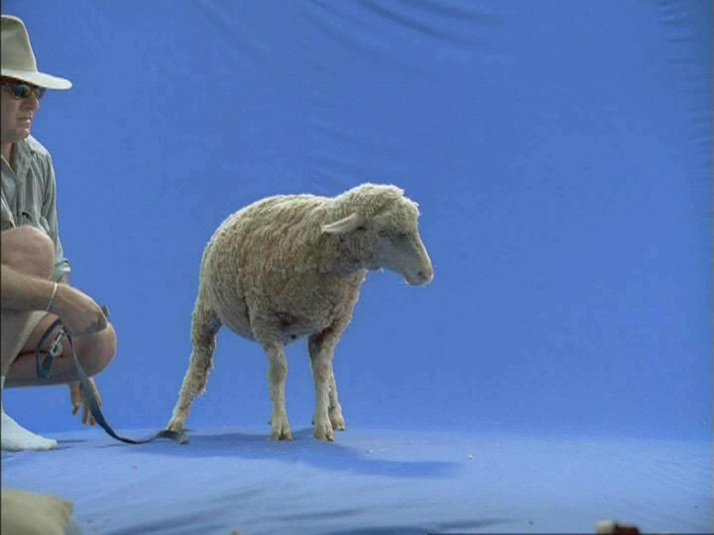 114651307 / Sheep / Compositing