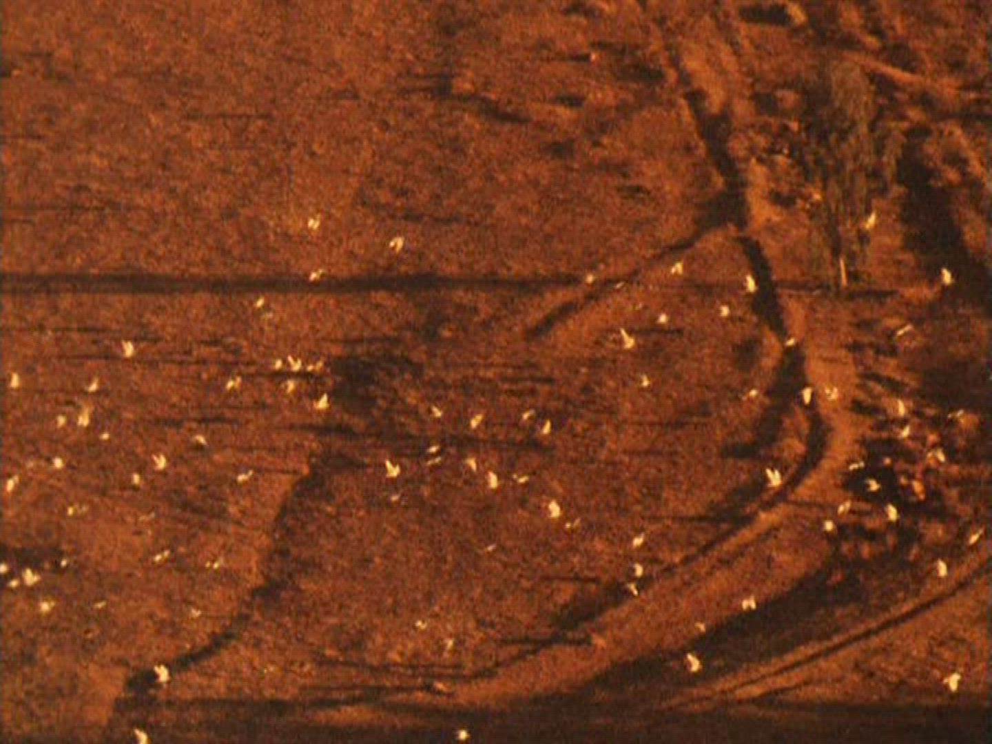 409578252 / Carrier Pigeon / Flying / South Africa