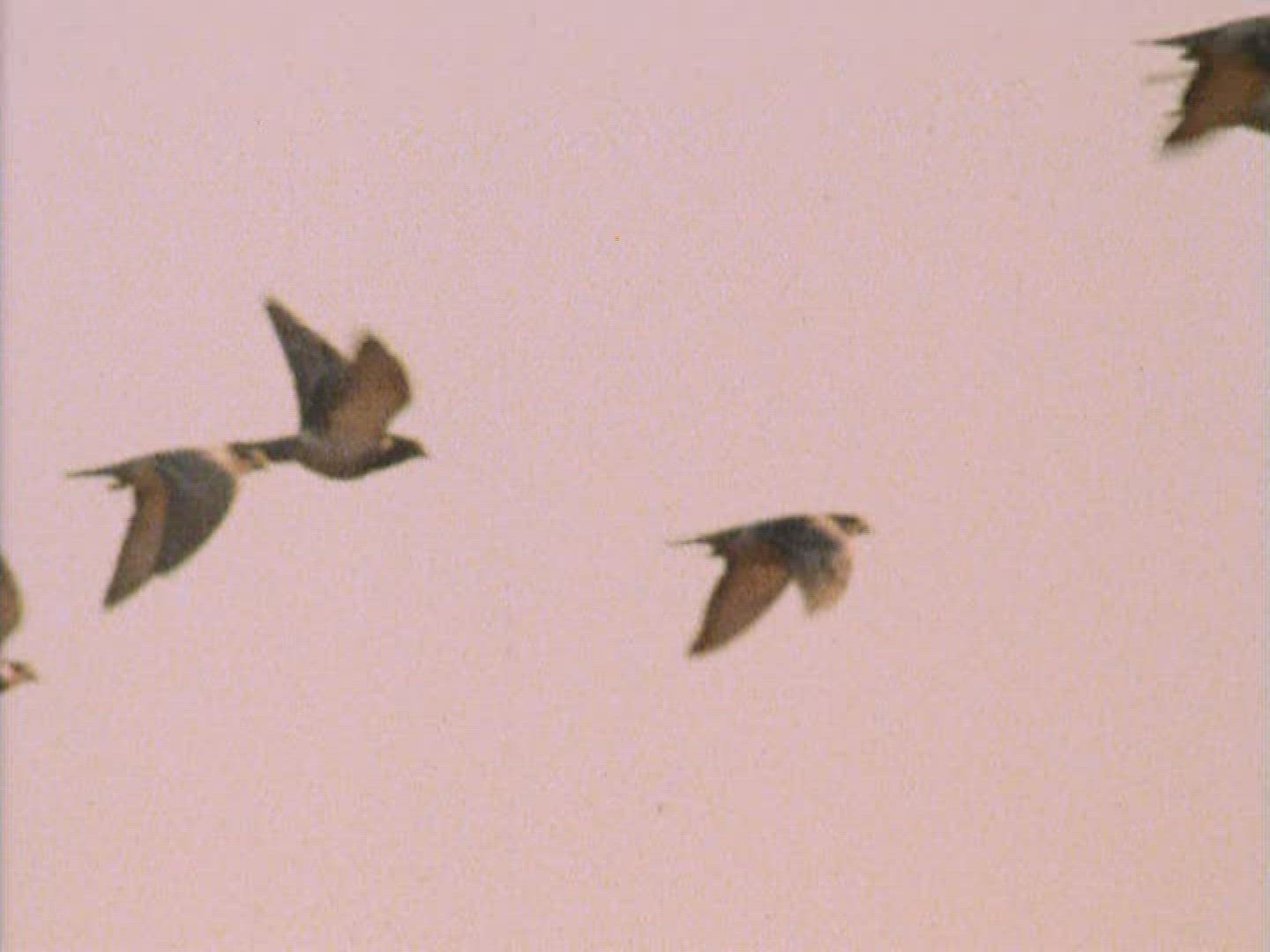 209545543 / Carrier Pigeon / Flying / South Africa