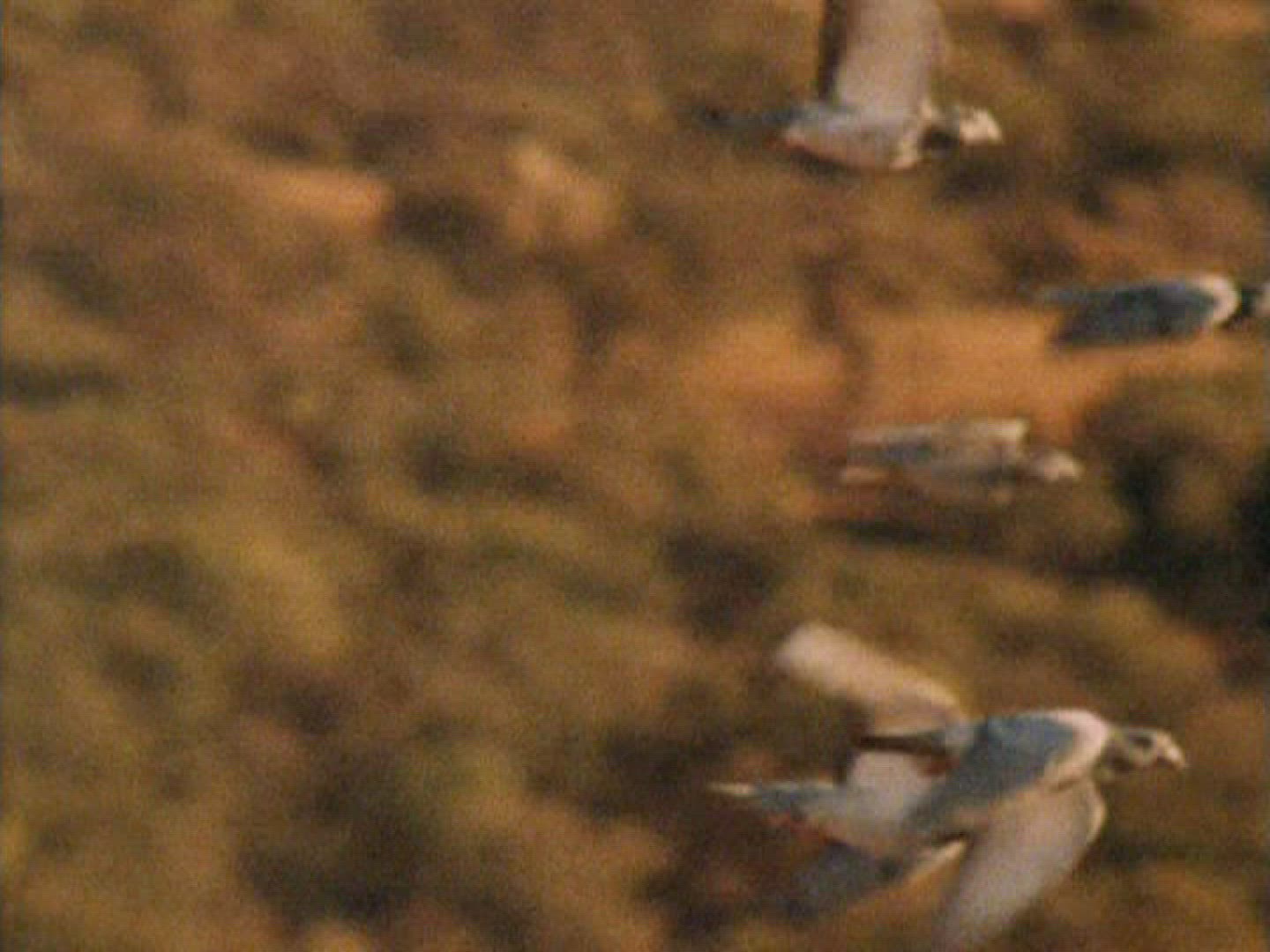 106077950 / Carrier Pigeon / Flying / South Africa
