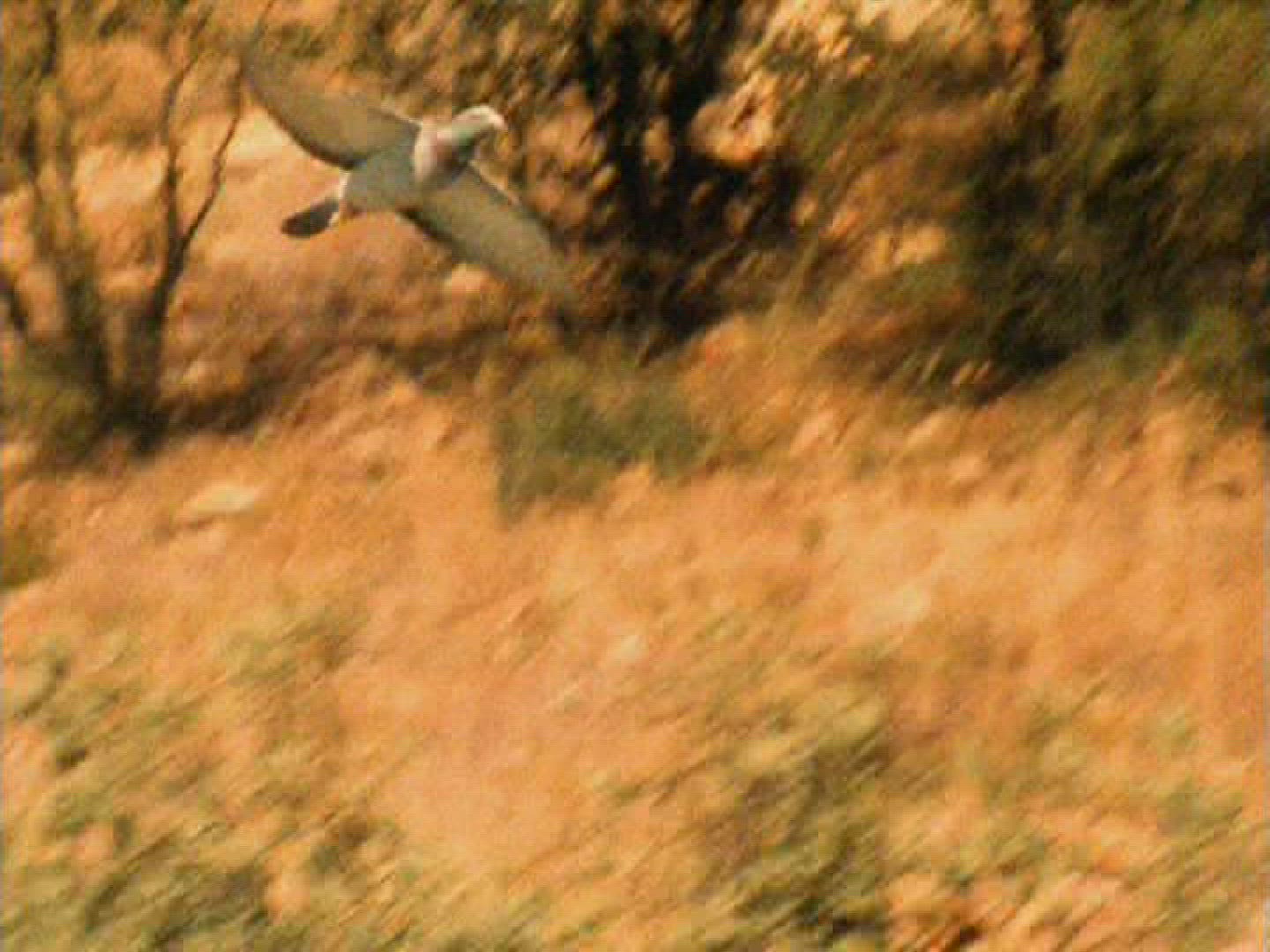 766656213 / Carrier Pigeon / Flying / South Africa
