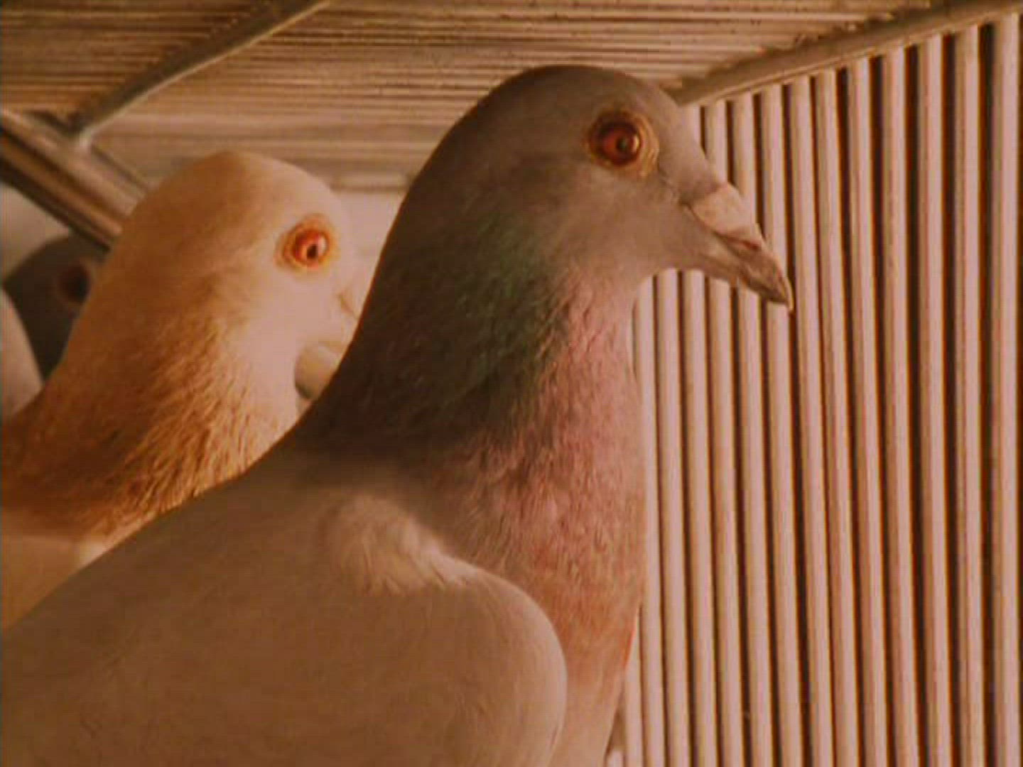 862019231 / Carrier Pigeon / Cage / South Africa