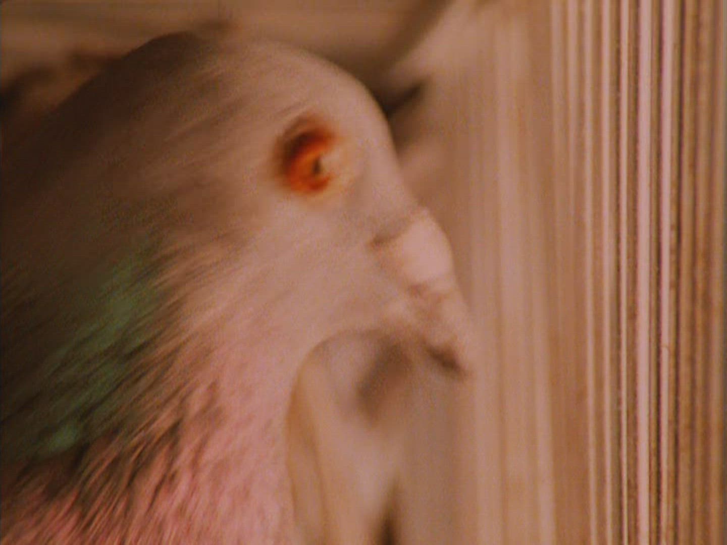 385860178 / Carrier Pigeon / Cage / South Africa