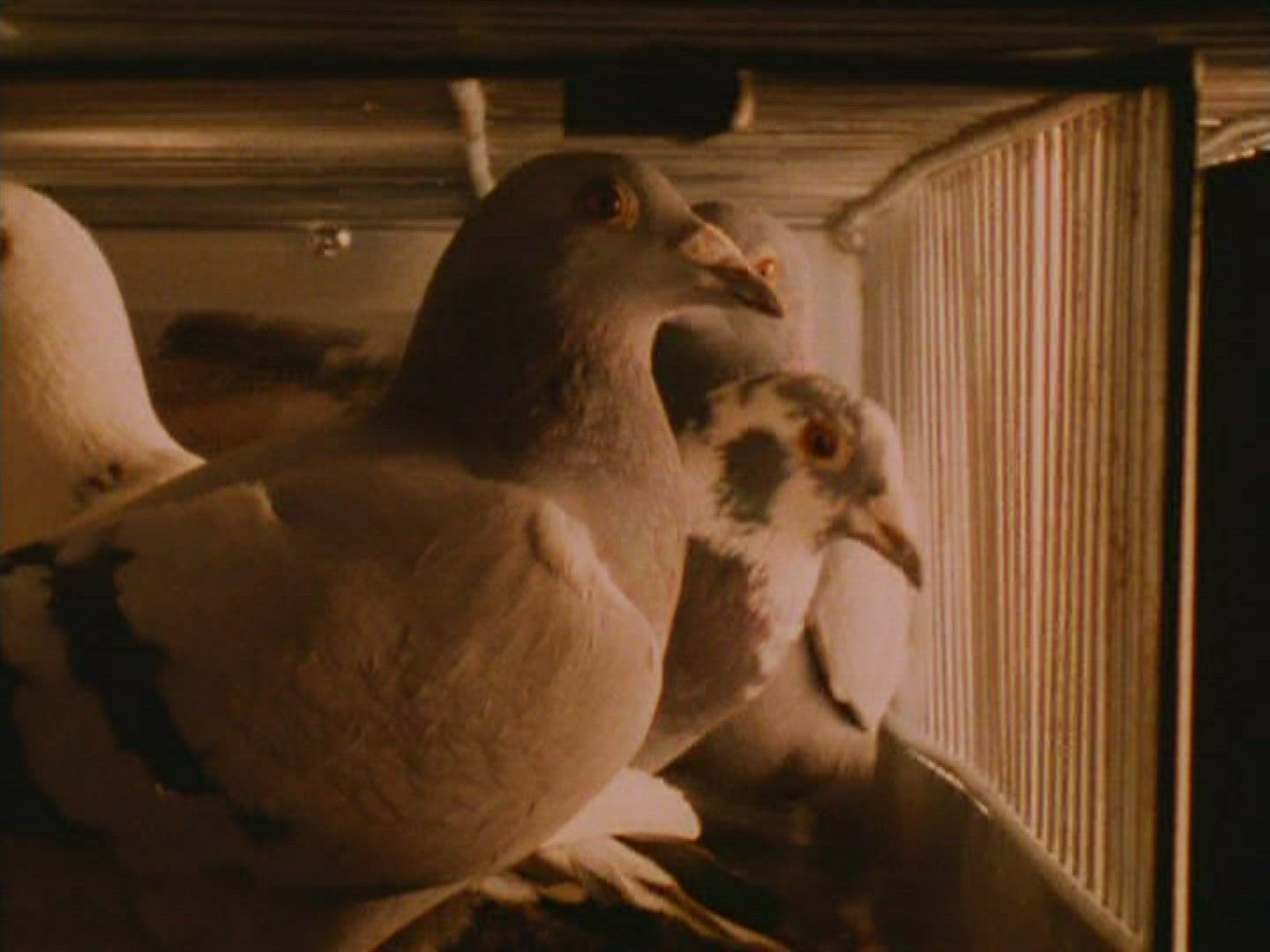 416364259 / Carrier Pigeon / Cage / South Africa