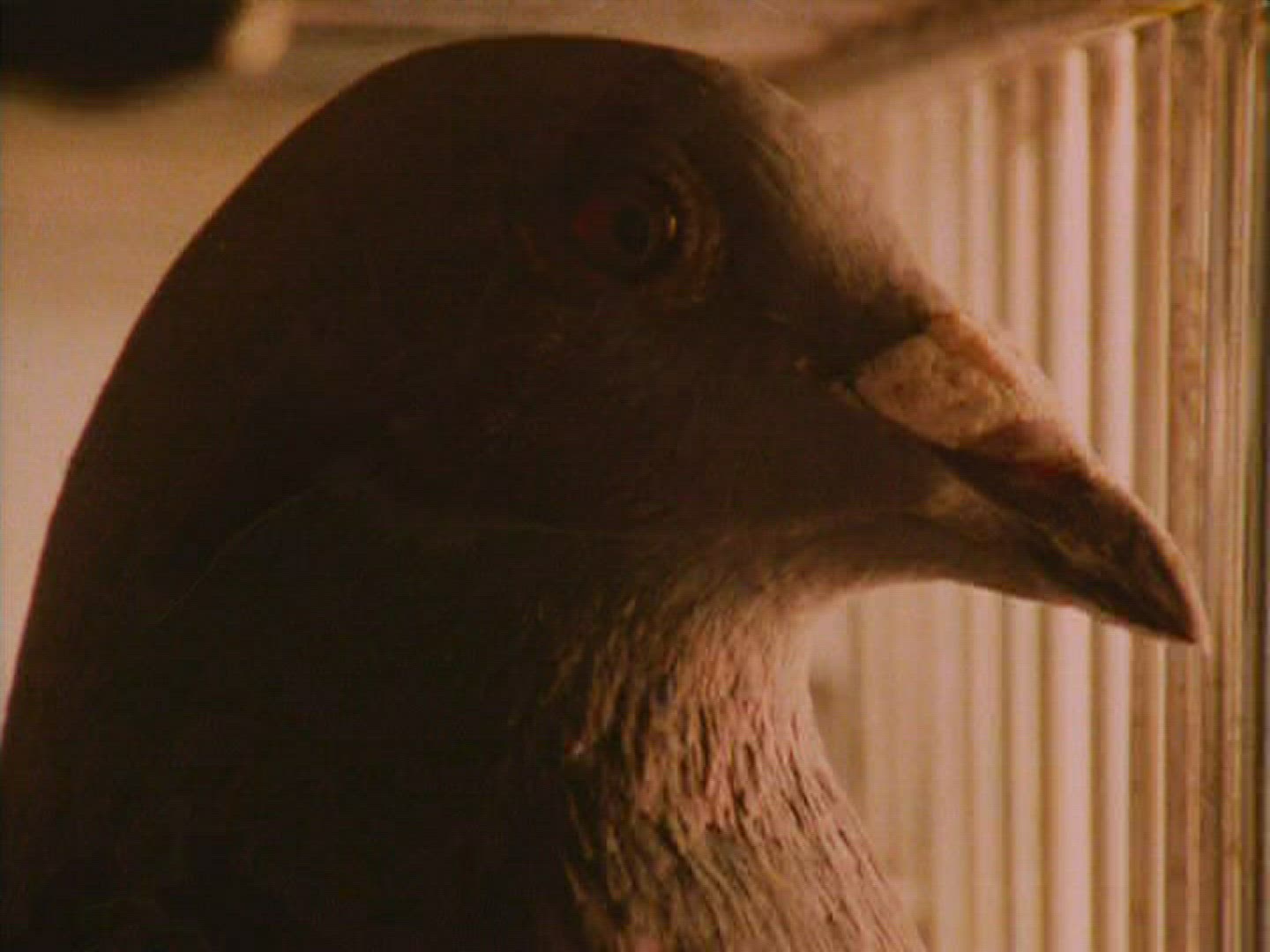 159806822 / Carrier Pigeon / Cage / South Africa