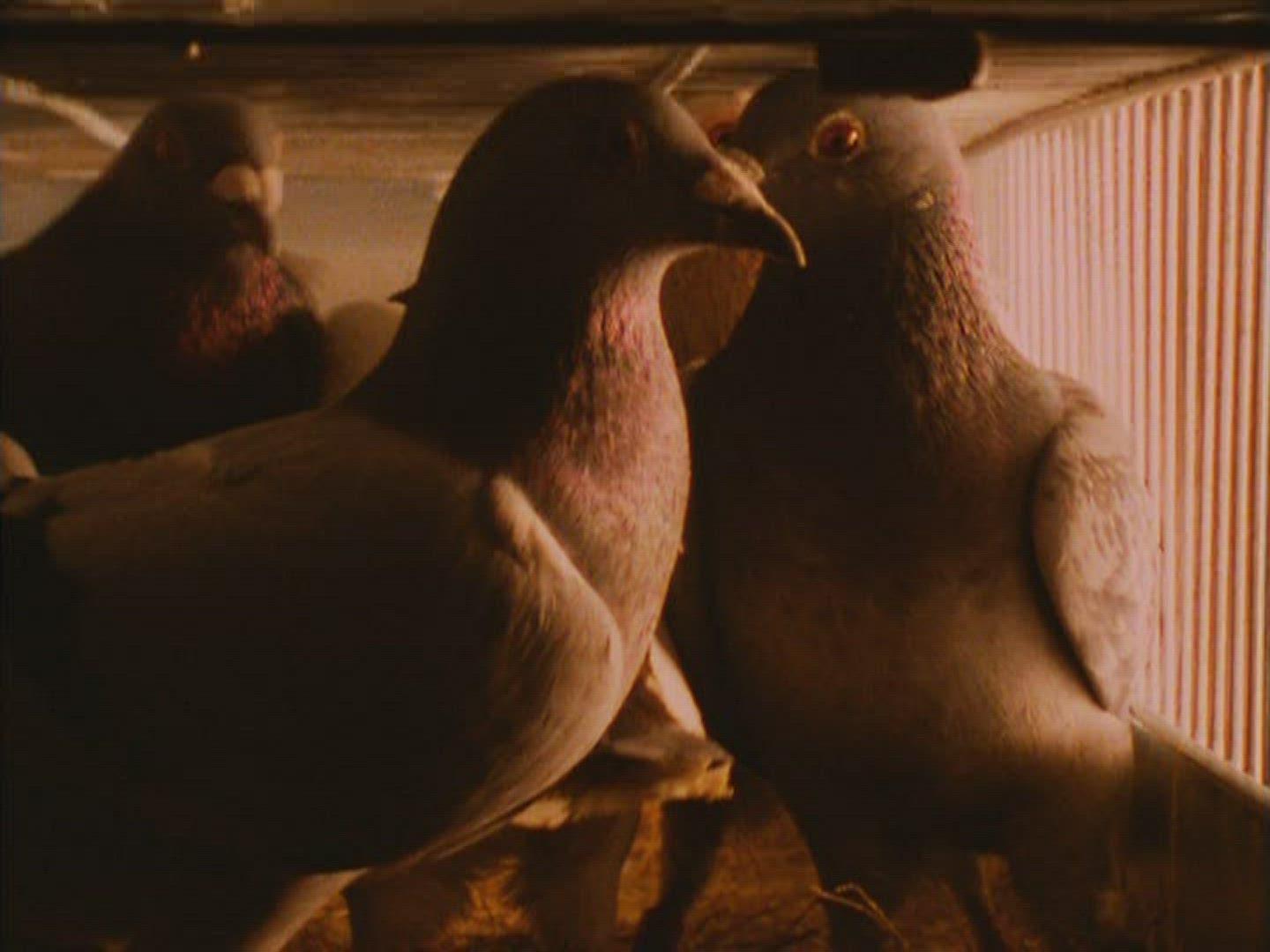678577405 / Carrier Pigeon / Cage / South Africa