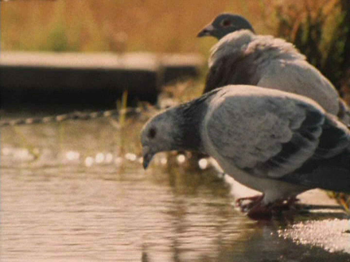 843011018 / Carrier Pigeon / Drinking / South Africa