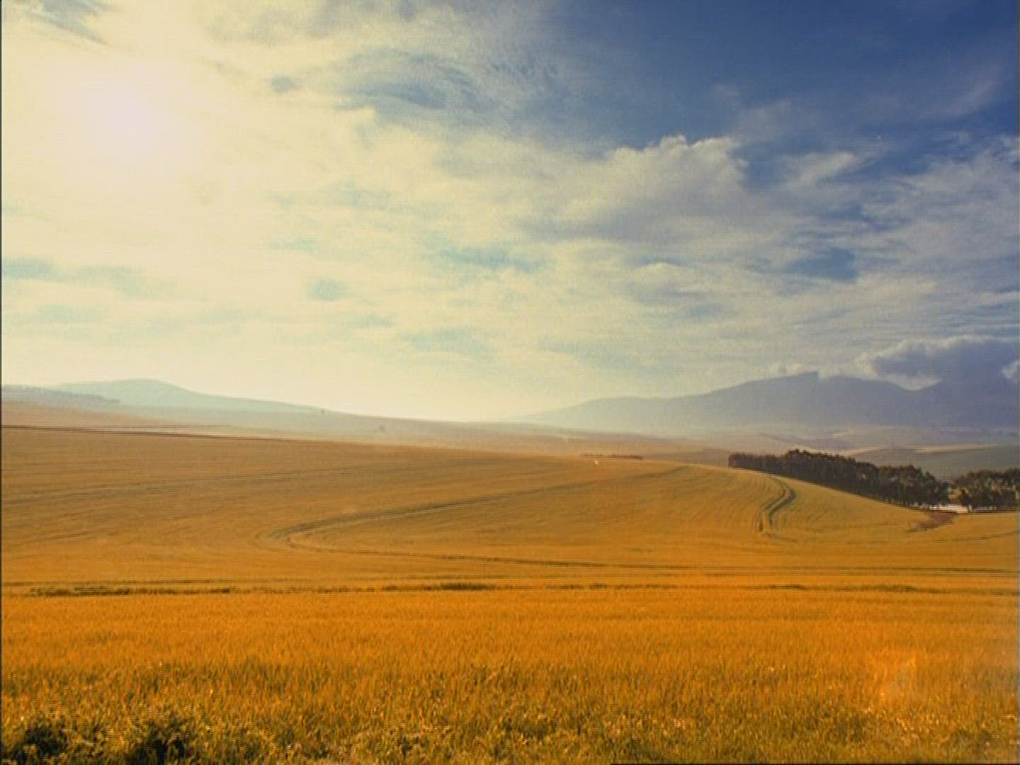 823270254 / Barley Field / Kenya