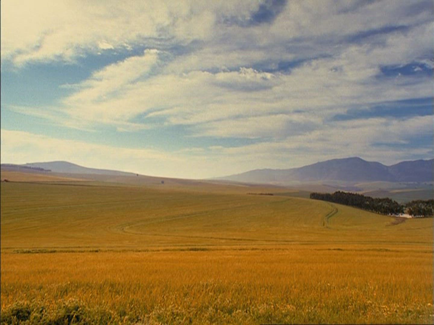 325943209 / Barley Field / Kenya