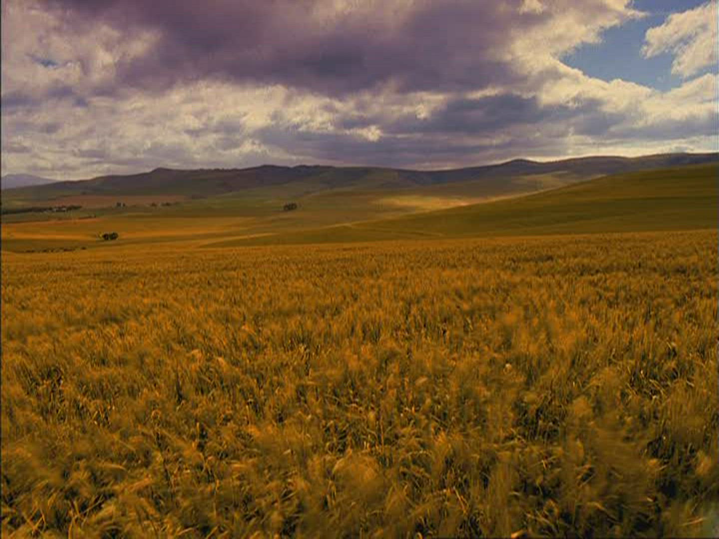 699712153 / Barley Field / Kenya