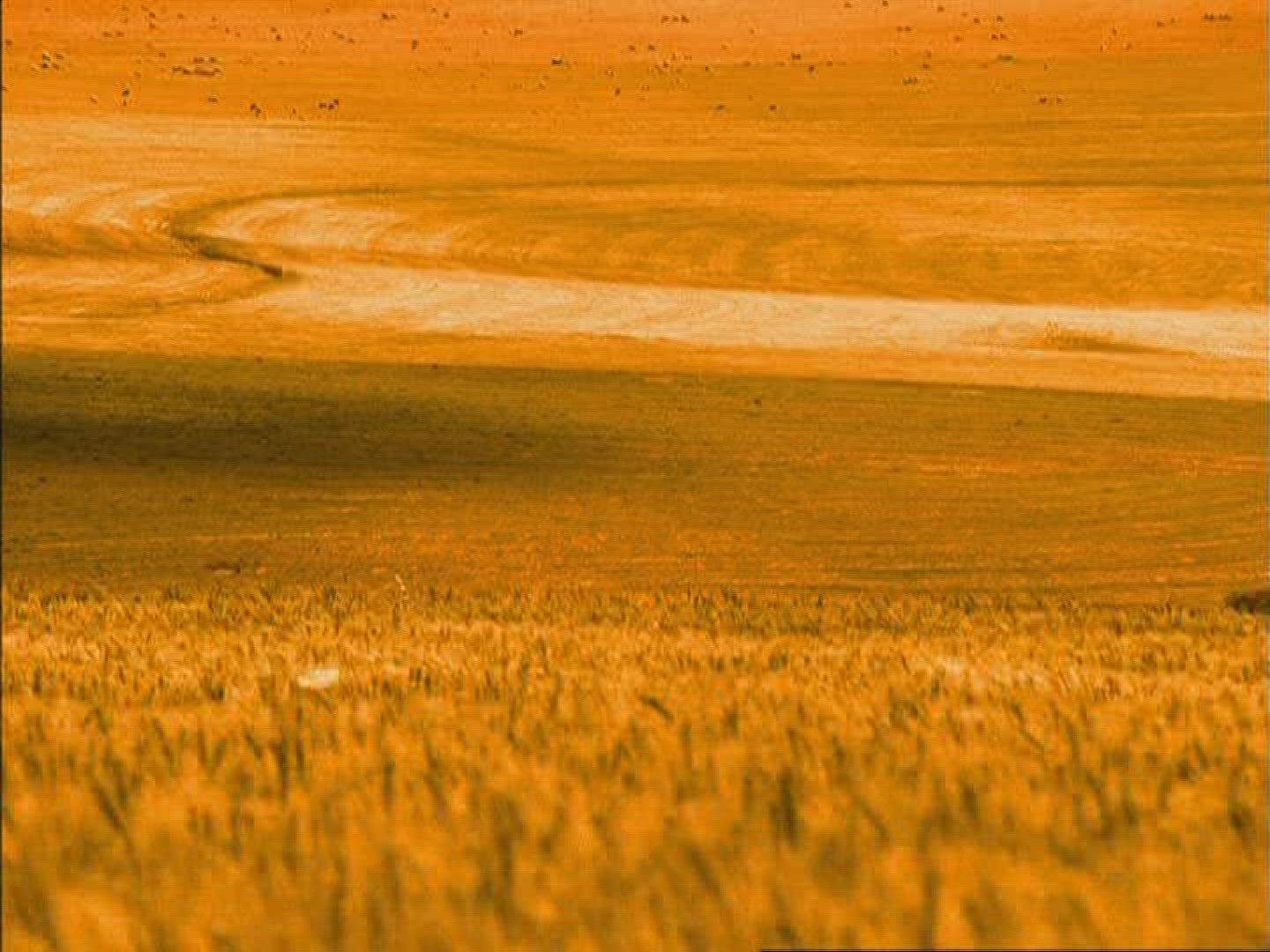 880533001 / Barley Field / Kenya
