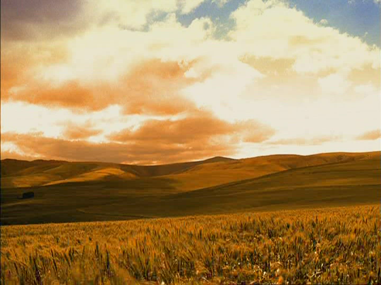 139330250 / Barley Field / Kenya