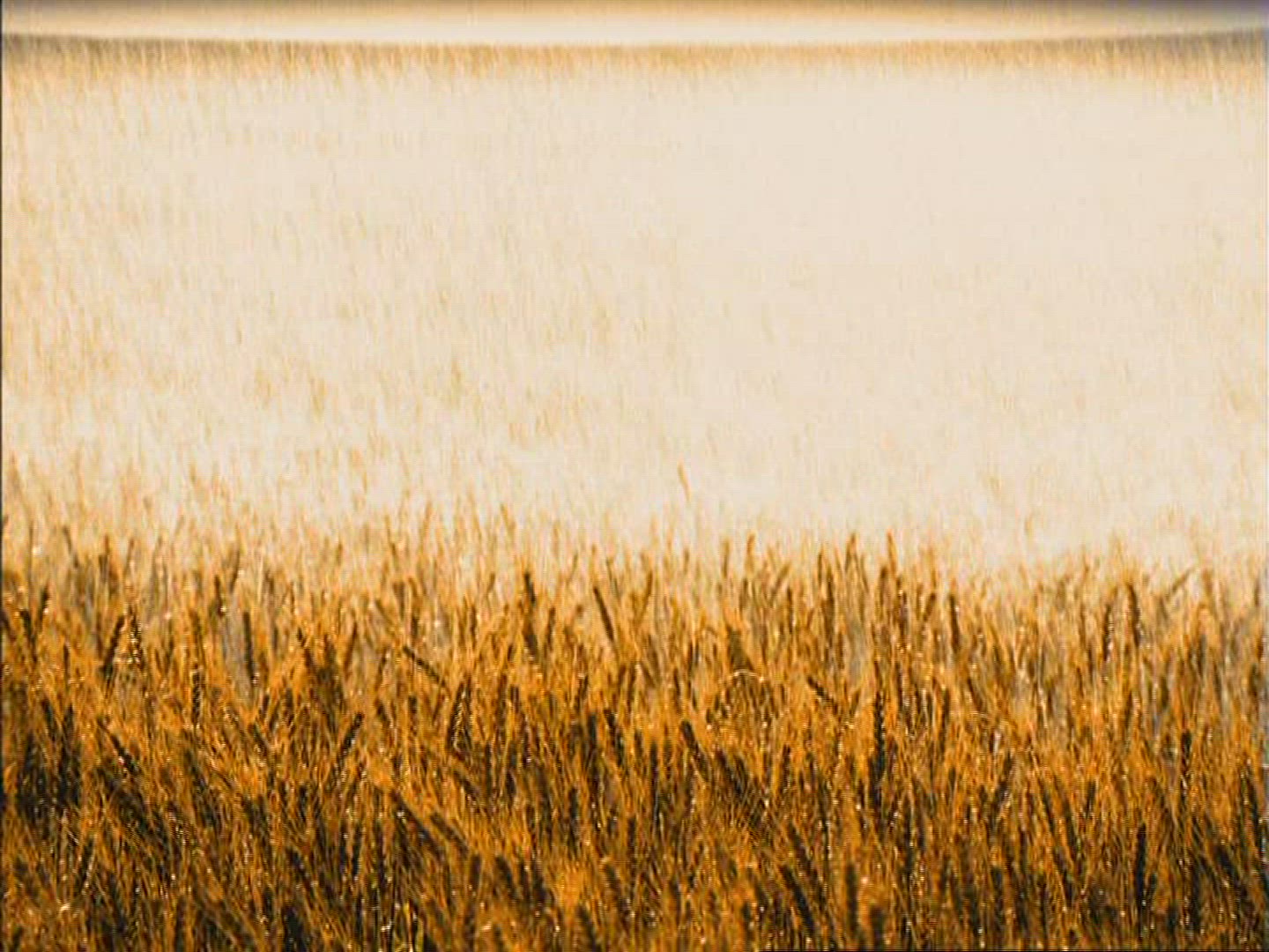 927527126 / Barley Field / Irrigation / Kenya