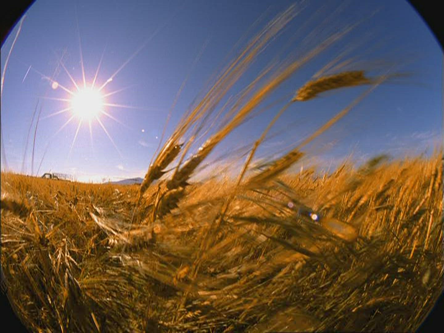 108984198 / Barley Field / Kenya