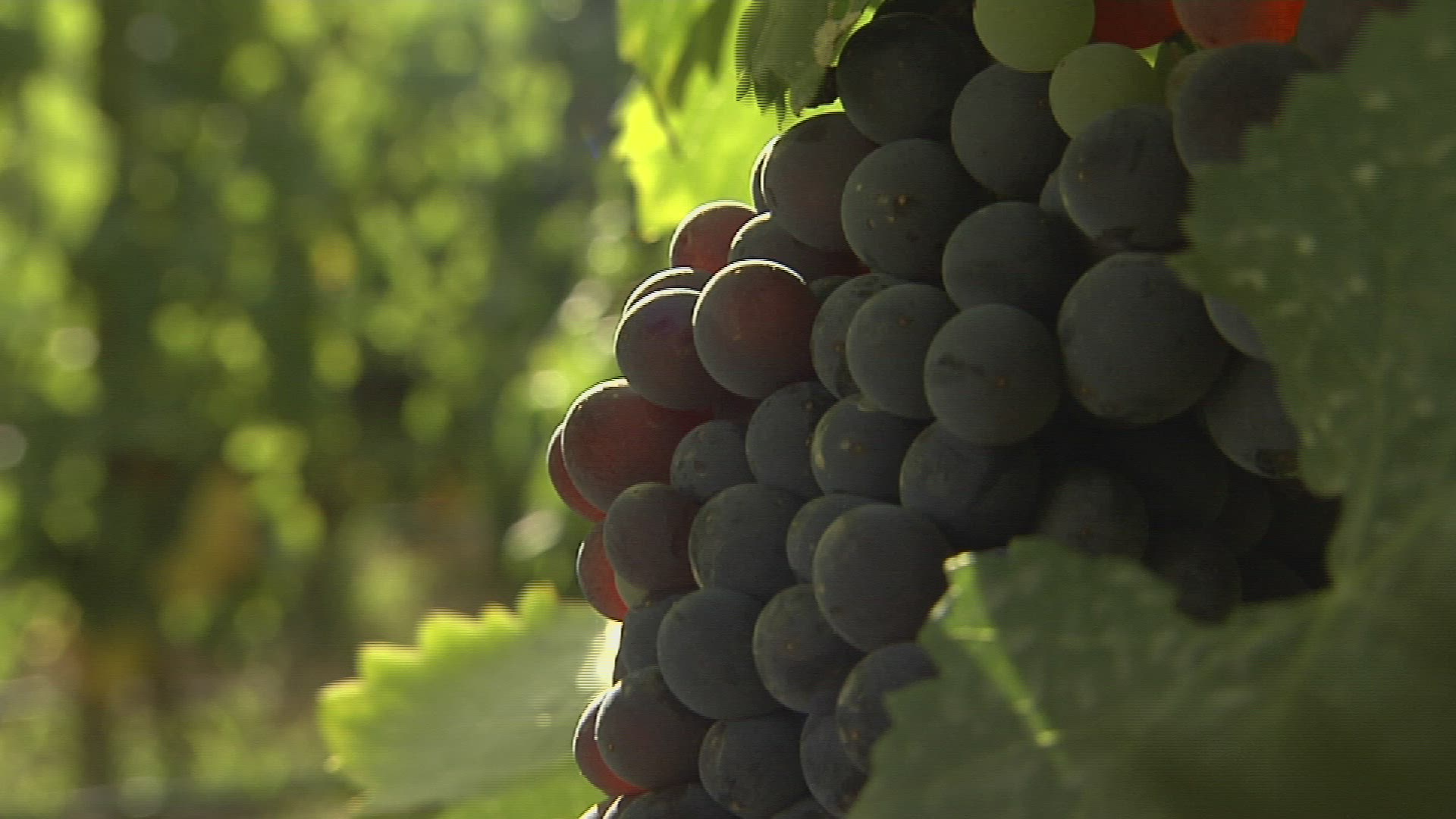 348471575 / Blue Grape / Grape Vine / South Africa