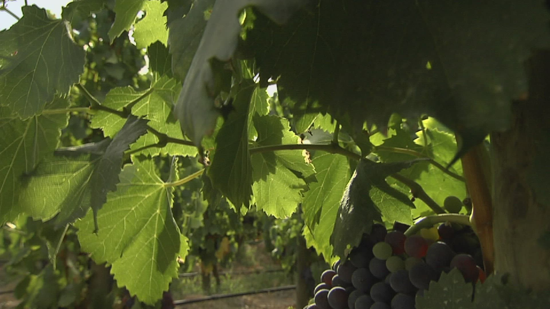 595683020 / Blue Grape / Grape Vine / South Africa