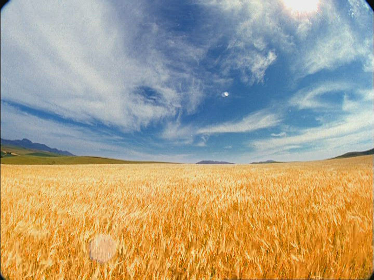 432733368 / Barley Field / Kenya