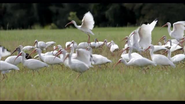 Ibises Take Flight in Slow Motion