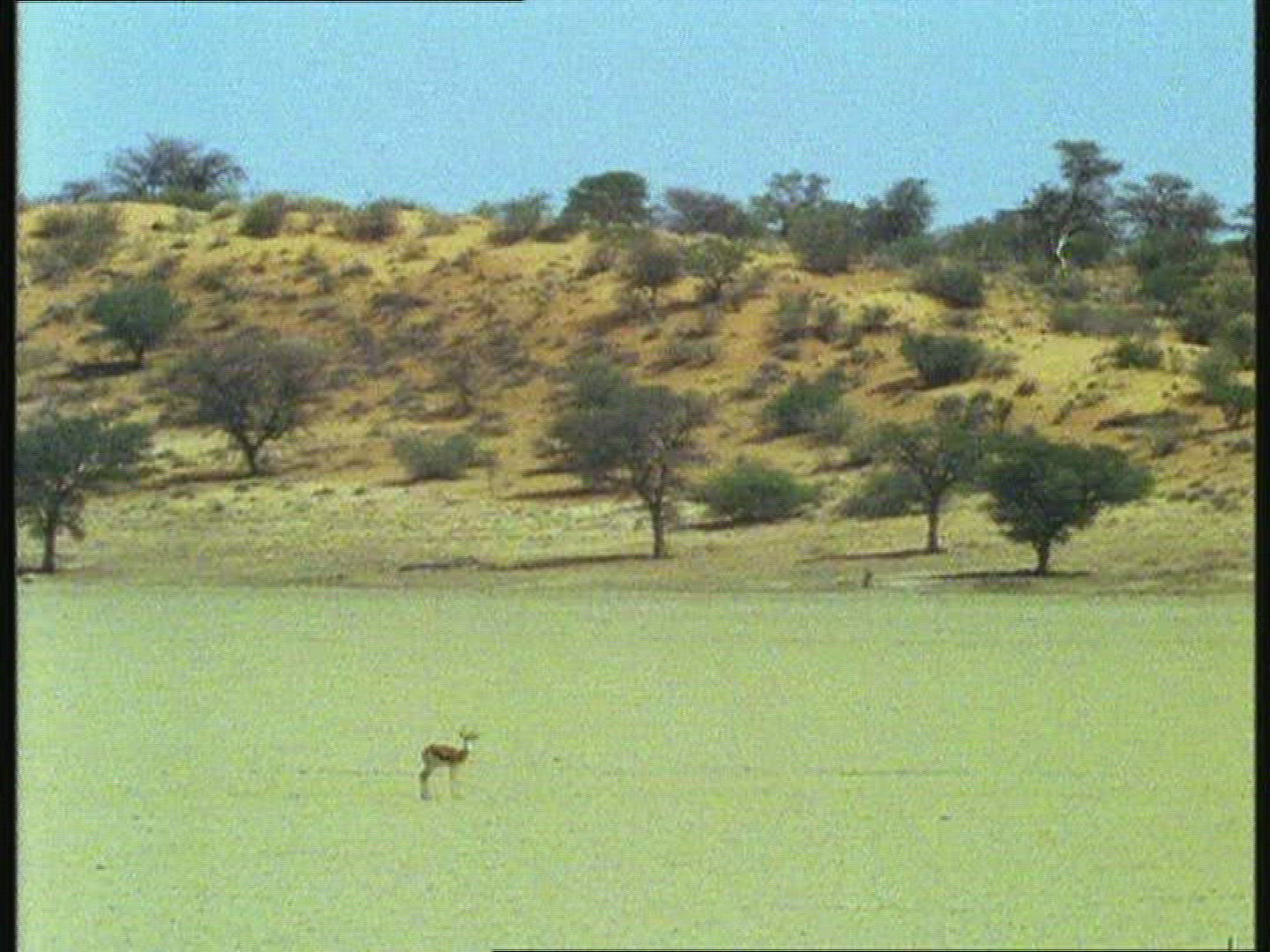819488305 / Springbok / Kalahari / Botswana