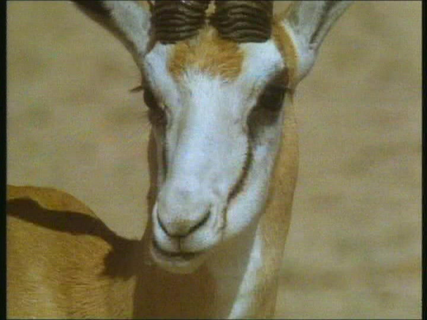 526010523 / Springbok / Kalahari / Botswana