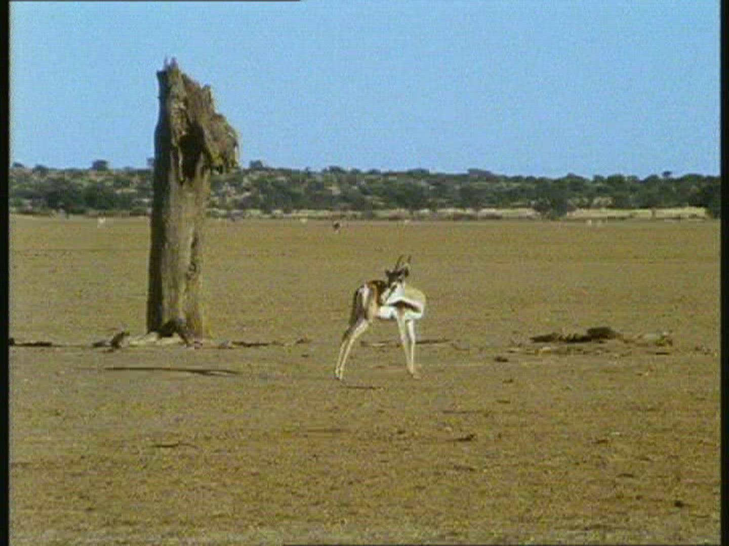 166033712 / Springbok / Kalahari / Botswana