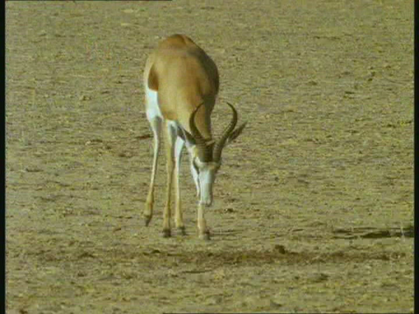 482839416 / Springbok / Kalahari / Botswana