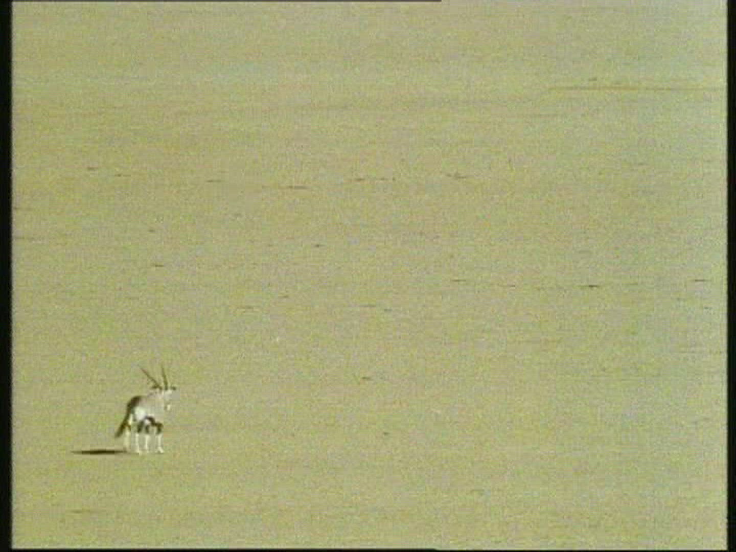 185512254 / Animal / Kalahari / Botswana