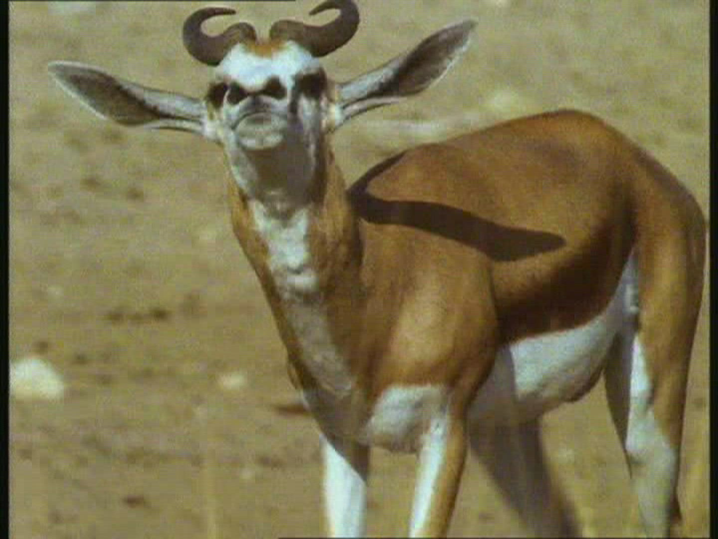 155516564 / Springbok / Kalahari / Botswana