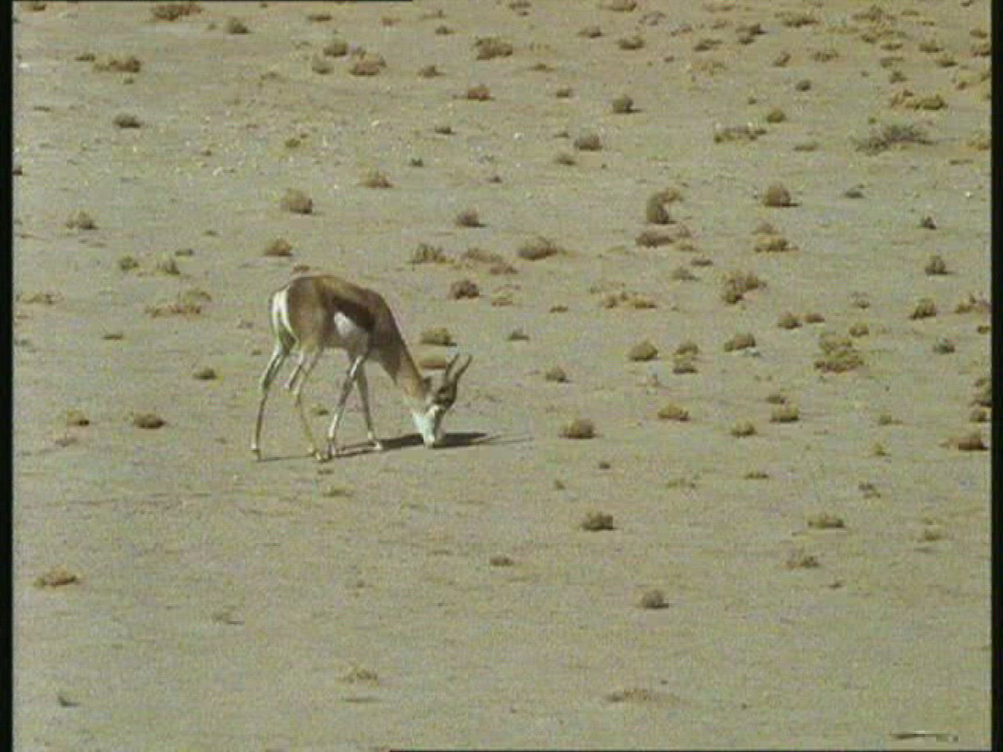 256084814 / Springbok / Kalahari / Botswana