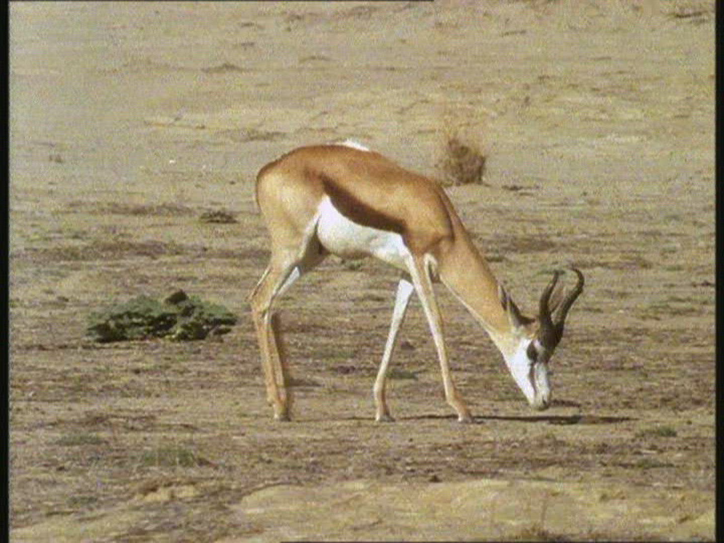 954853345 / Cheetah / Springbok / Hunting / Botswana