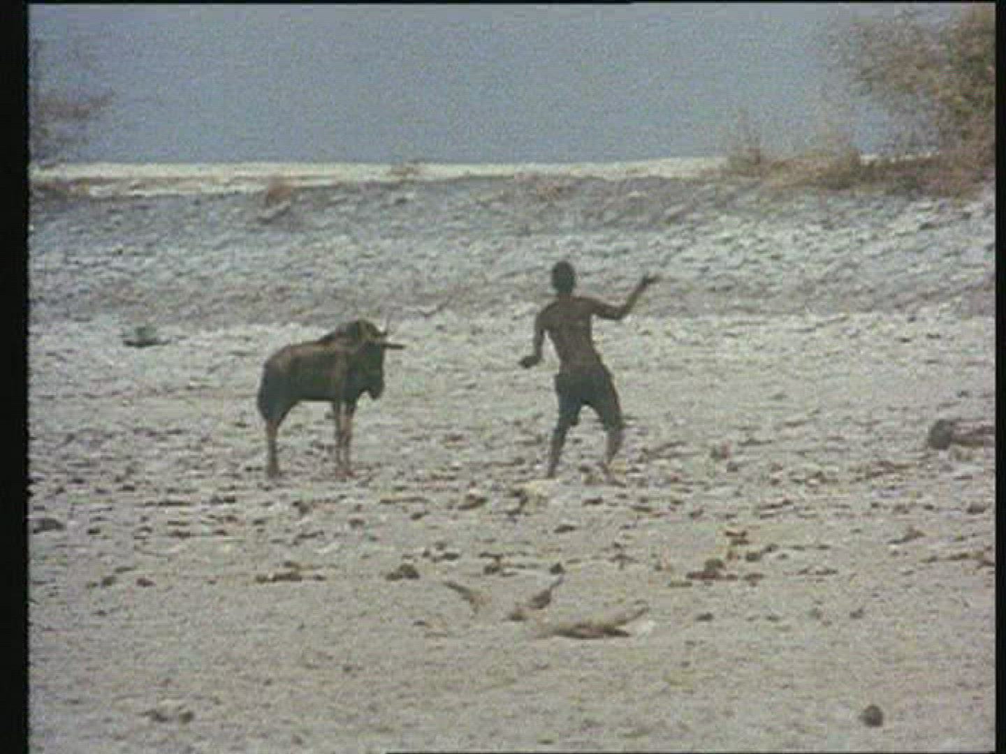 373462708 / Herder / Herd / South Africa