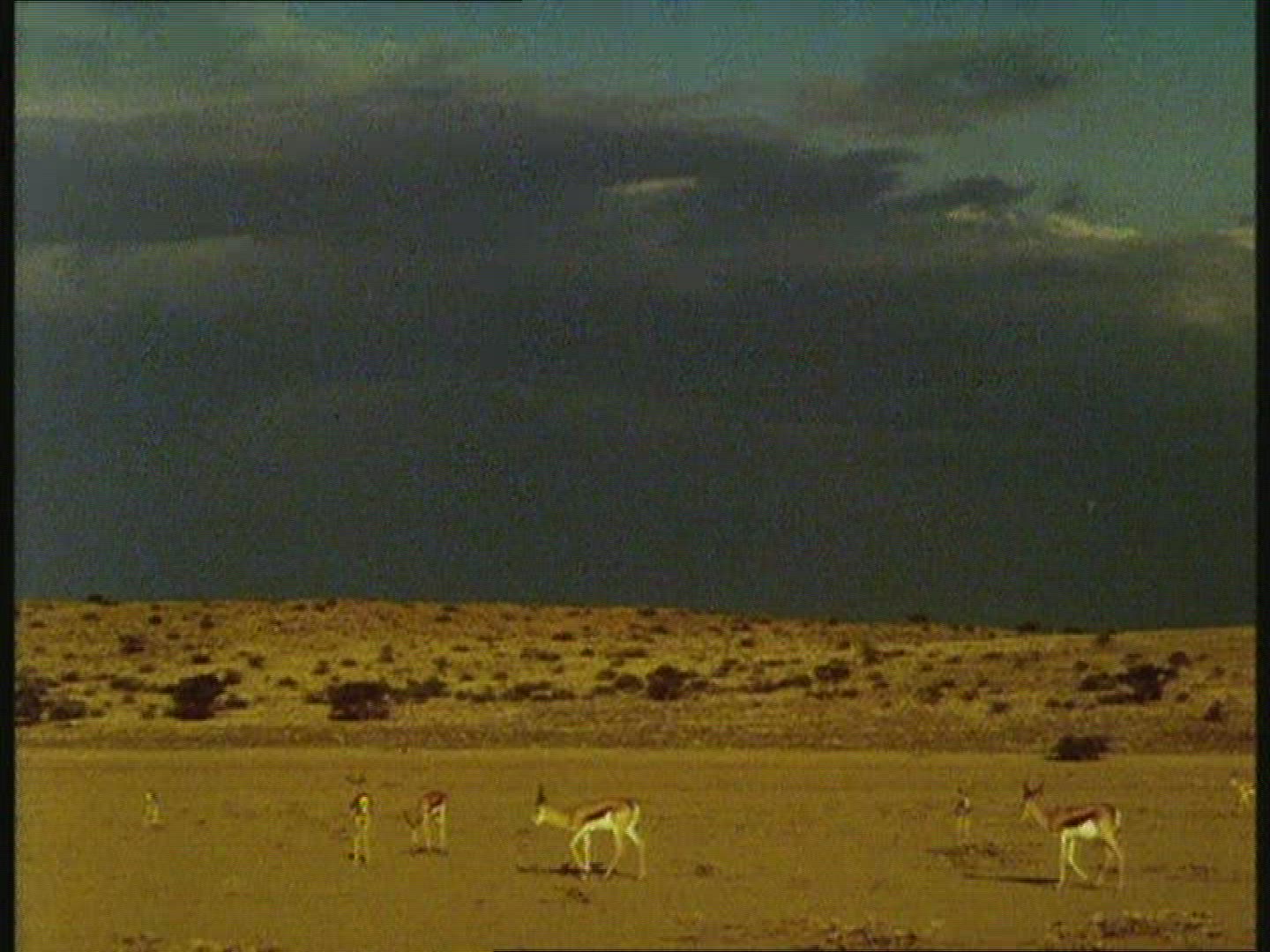 465993745 / Rain / Kalahari / Botswana