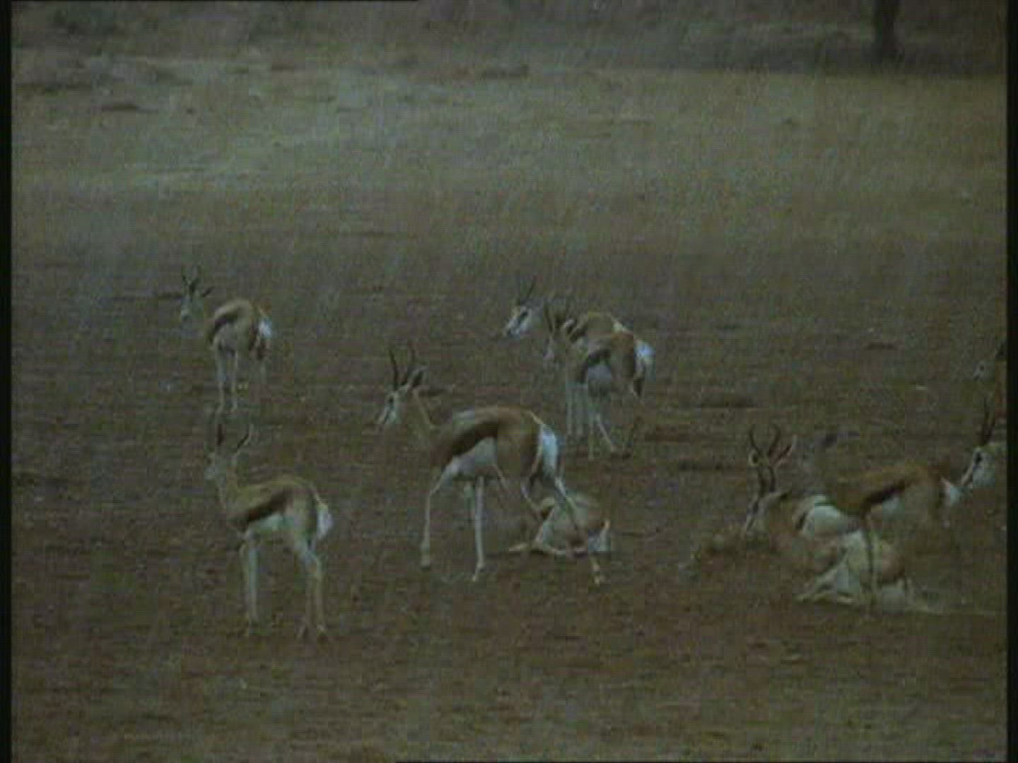 420928350 / Rain / Kalahari / Botswana