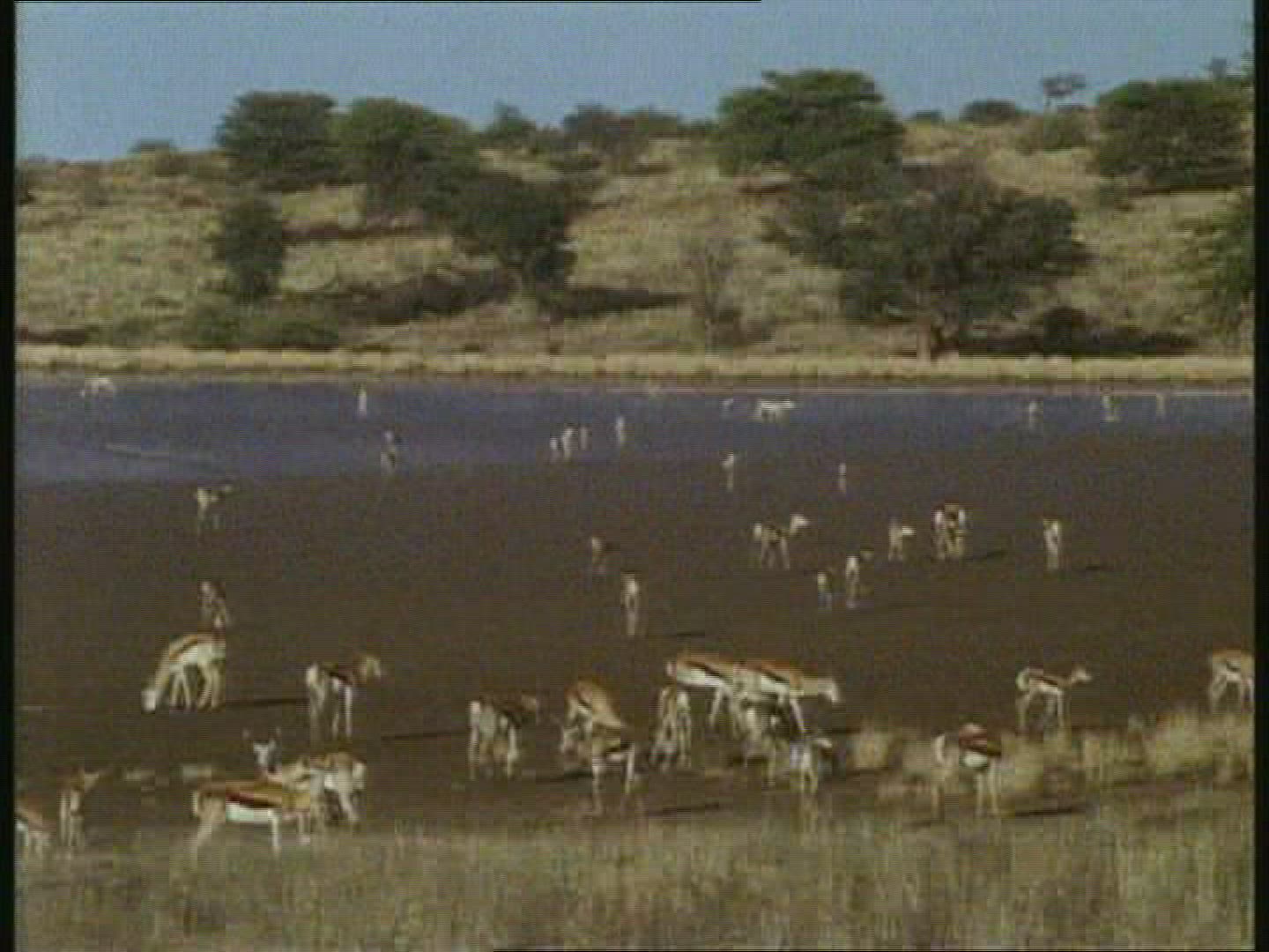 520729933 / Animal / Water Place / Kalahari / Botswana