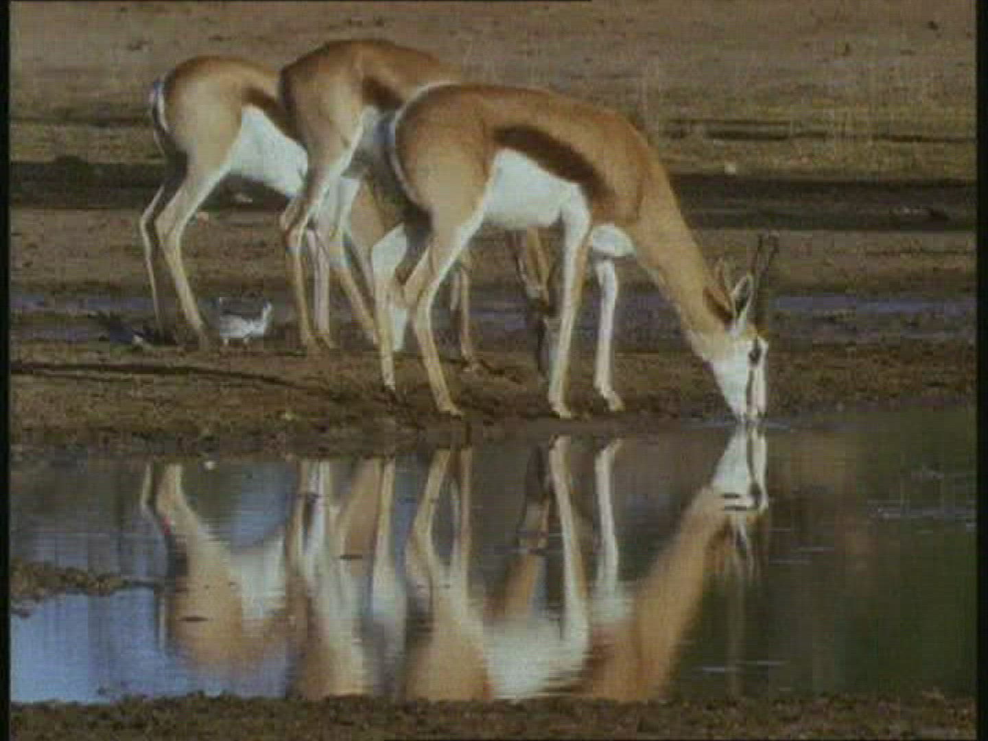 371907686 / Animal / Water Place / Kalahari / Botswana