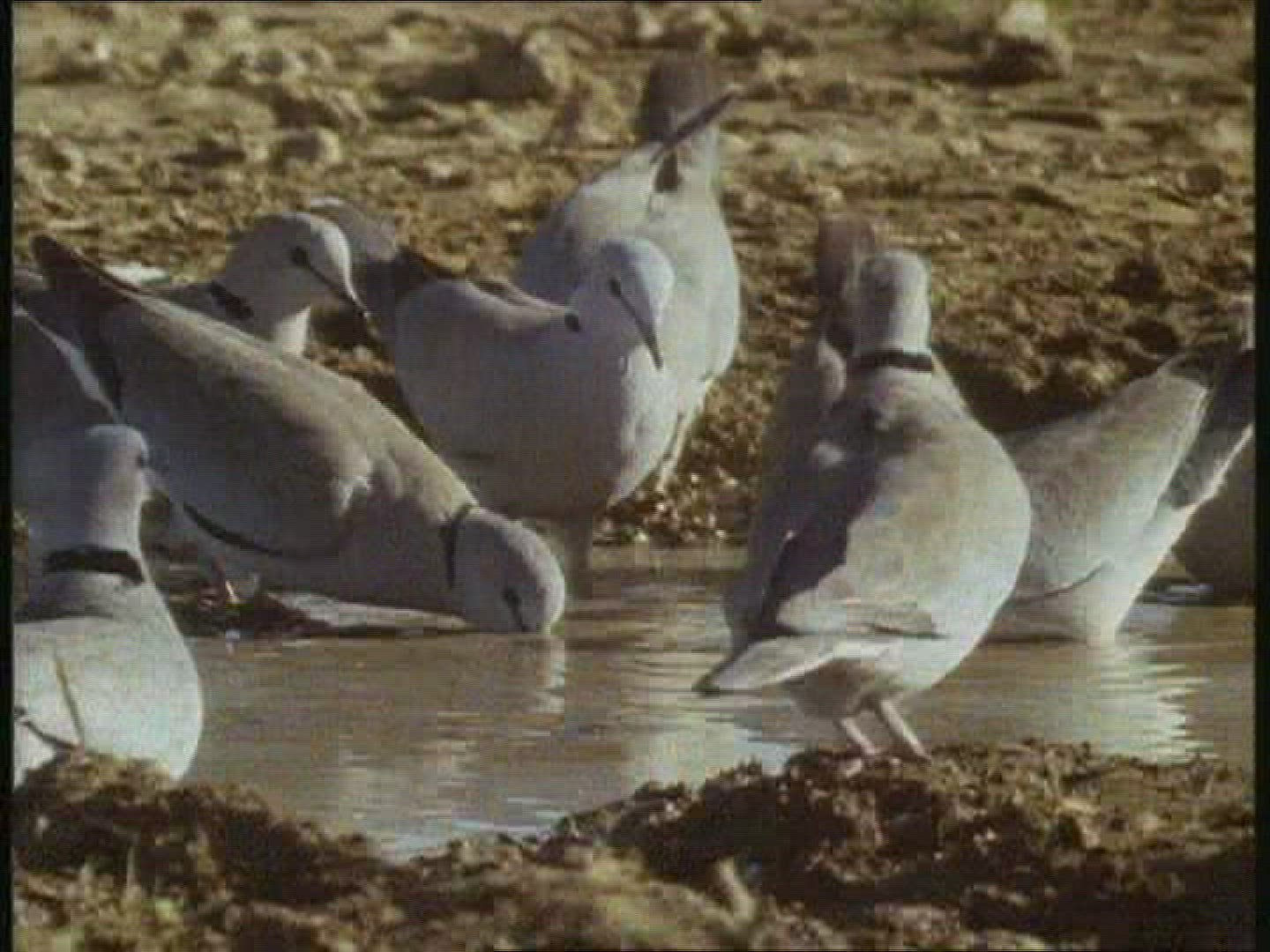 585532993 / Animal / Water Place / Kalahari / Botswana