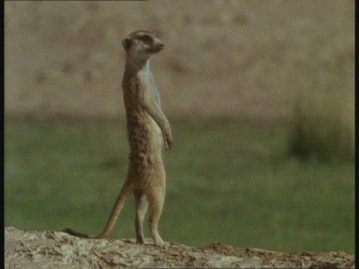975678904 / Meerkat / Springbok / Kalahari / Botswana