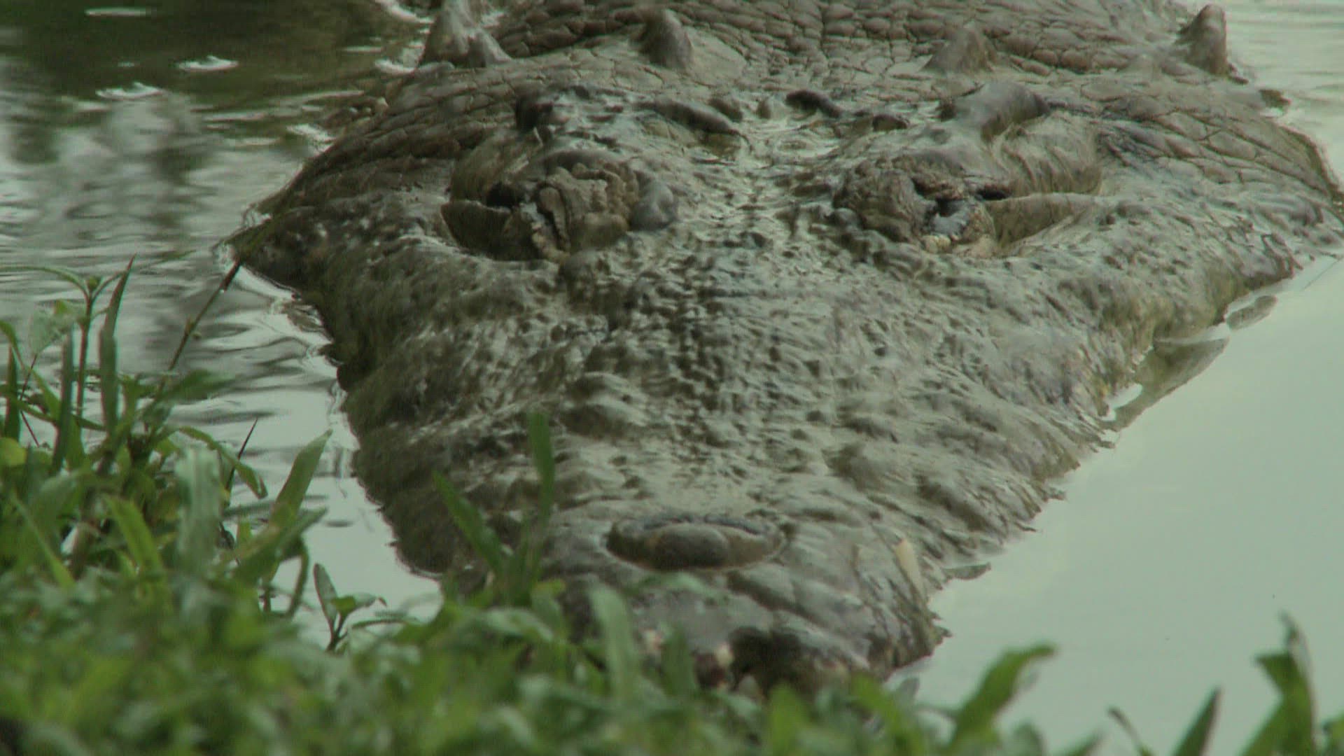 874231663 / Alligator / Costa Rica